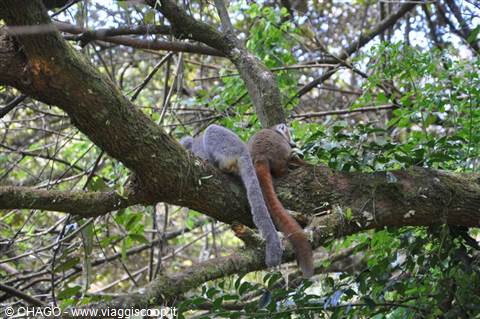 lemuri