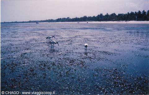 graziosi ibis