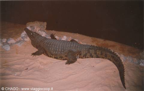 coccodrillo del Nilo