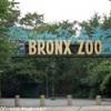 lo zoo del Bronx STATI UNITI D'AMERICA 