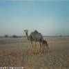 deserto di Al Ain EMIRATI ARABI UNITI 