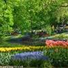 i meravigliosi giardini di Keukenhof OLANDA 