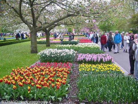 stupendi giardini di tulipani