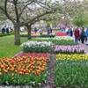stupendi giardini di tulipani OLANDA 