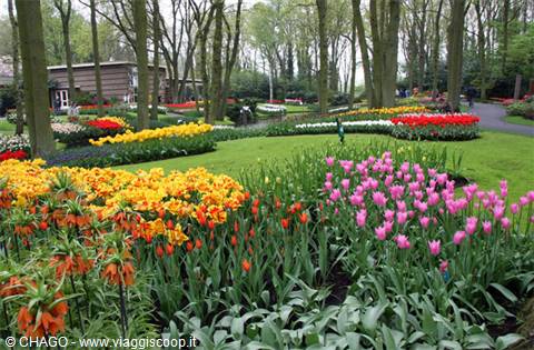 tulipani dappertutto