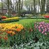 tulipani dappertutto OLANDA 