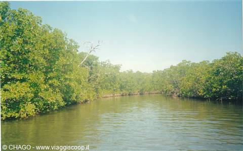 le mangrovie della Laguna Negra