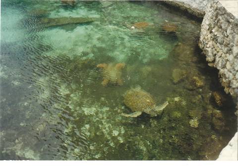 tartarughe a Xcaret