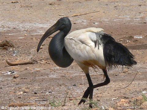 l' ibis, uccello sacro agli Egizi