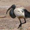 l' ibis, uccello sacro agli Egizi ERITREA 