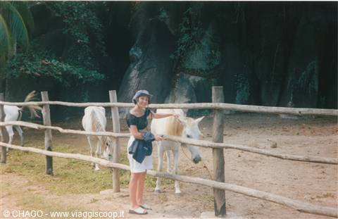 cavalli seychellesi