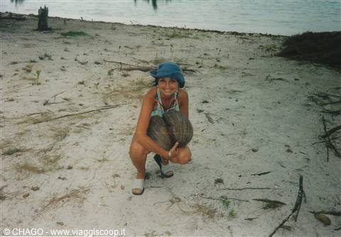 le cocò de mer, simbolo delle Seychelles