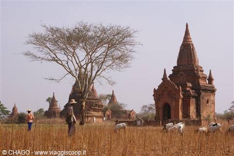 pecore al pascolo presso i templi di Bagan