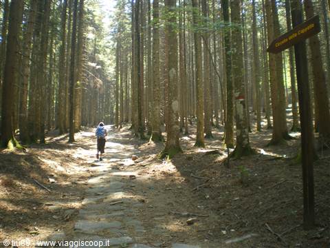 foresta di Vallombrosa