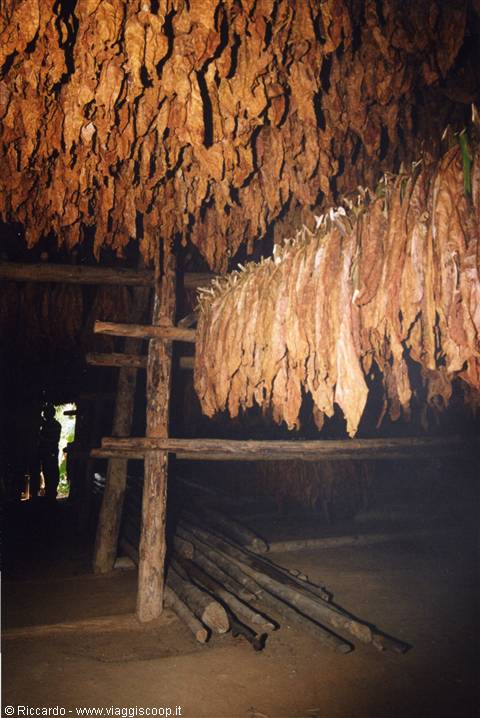 Tabacco in essiccazione a Vinales