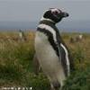 Pinguino di Magellano CILE 