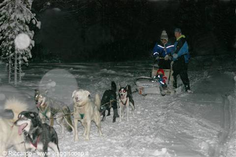 Saariselka - Slitta trainata da husky