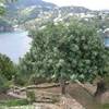  ITALIA 