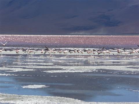 Laguna Colorada.