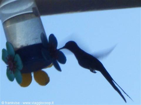 Il beja-flor ( poetico nome locale del colibrì) si disseta