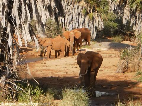 elefanti al parco amboseli