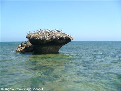 mare