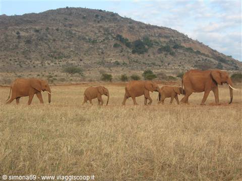Tsavo Est - Elefanti in gruppo