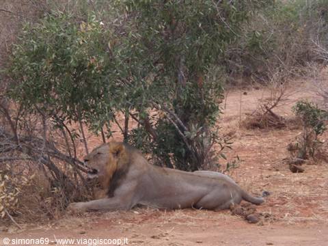 Tsavo Est - Leone