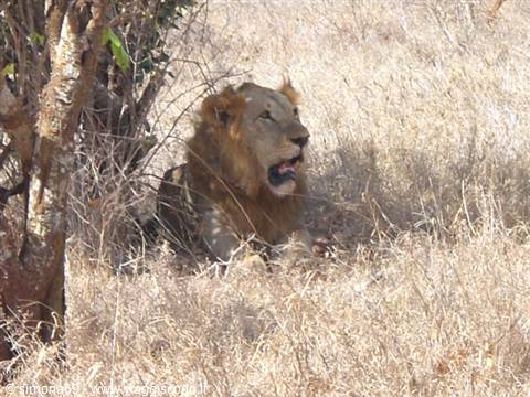 Tsavo Est - Leone