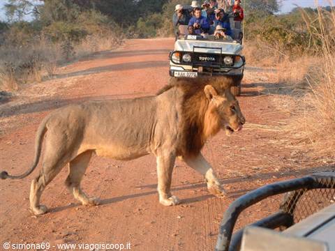 il re della savana