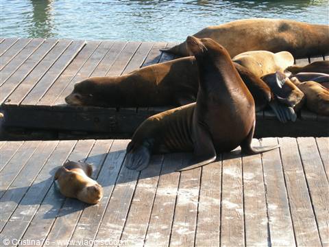 Leoni marini al Pier 39 - San Francisco