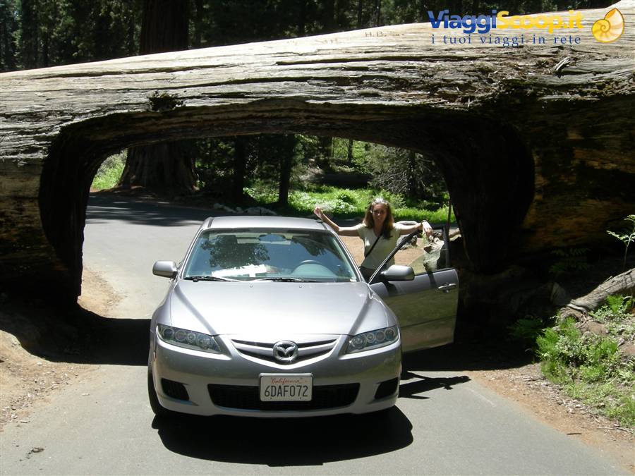 Sequoia N.P.