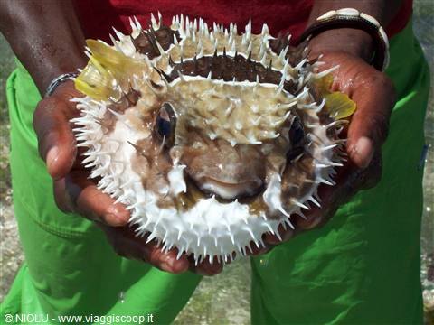 PESCE PALLA
