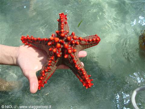 STELLE MARINE DAVANTI ALL'HOTEL