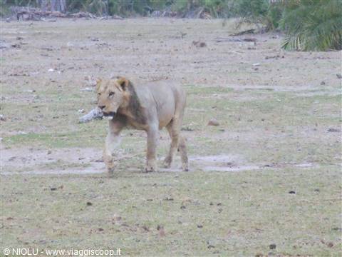 LEONE TSAVO EST