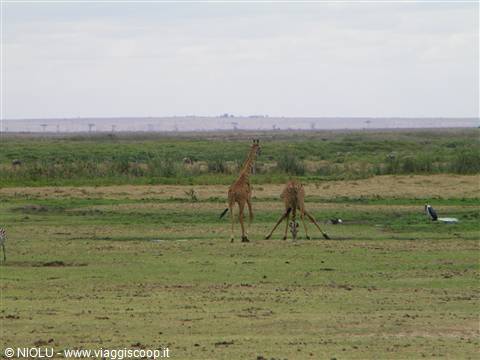 GIRAFFE