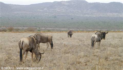 GNU