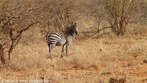 ZEBRE
