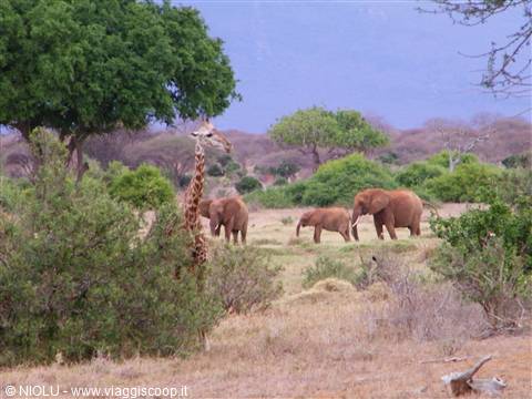 SAVANA