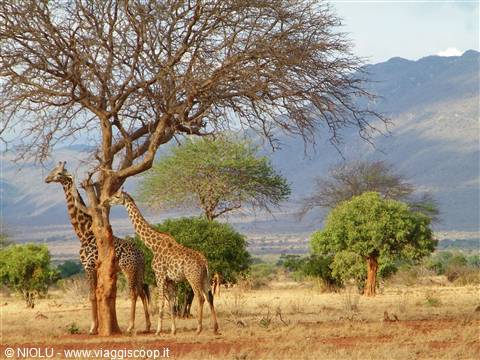 GIRAFFE