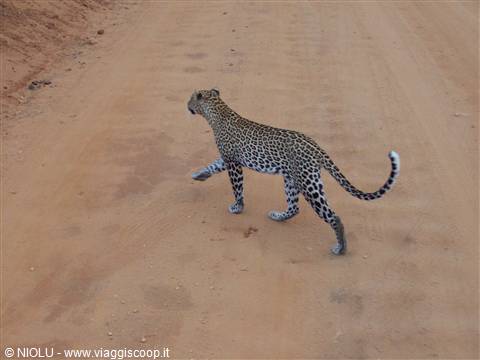 LEOPARDO