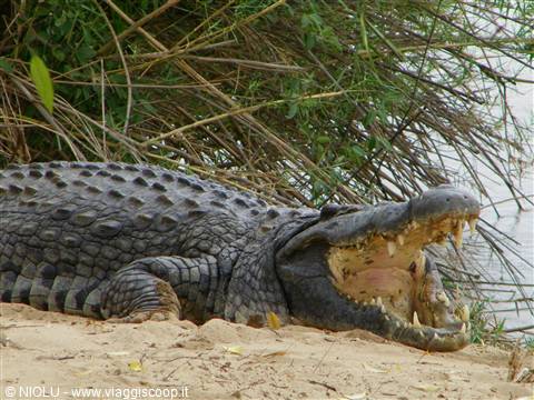 COCCODRILLO
