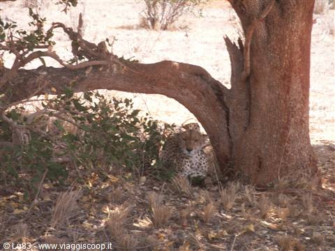 Il ghepardo al Tsavo Est