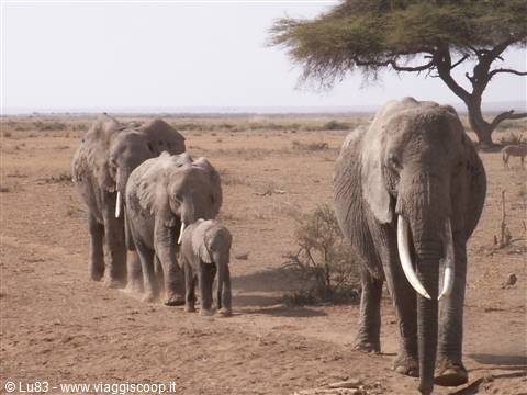 Gli Elefanti ad Amboseli