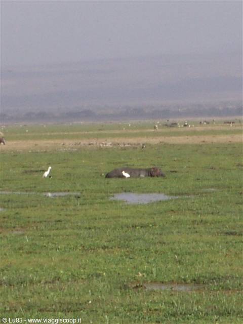 L'ippopotamo