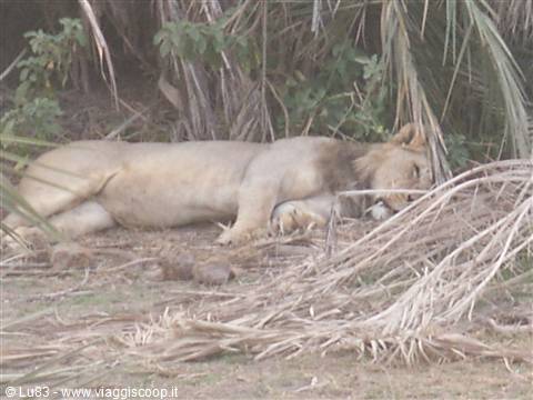 Il leone ad Amboseli