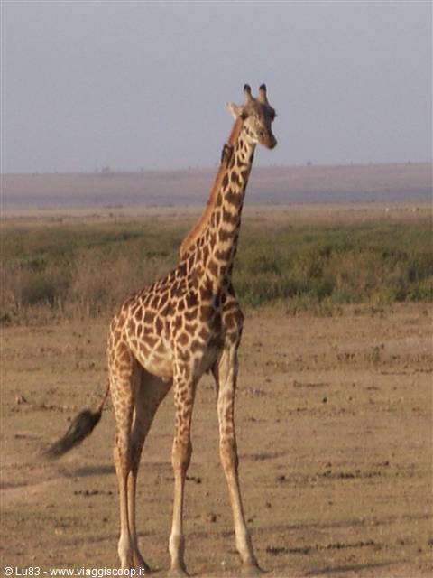 La giraffa ad amboseli