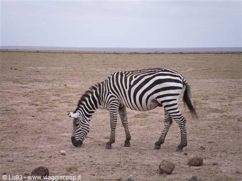 La Zebra