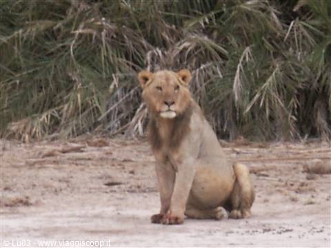 Il leone ad amboseli