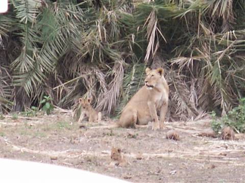 lenonessa con i piccoli, amboseli
